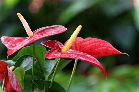 火鶴花風水|在風水上，火鶴花有什麼重要的特色？